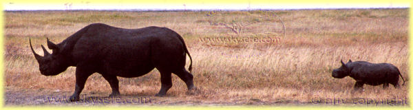 rhinocéros dans le cratère du Ngorongoro