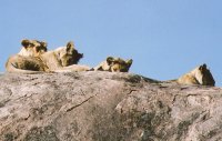 lion
