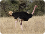 male ostrich / autruche male