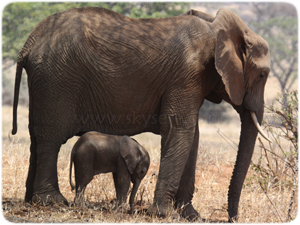 elephants