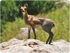 Klipspringer