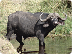 Buffalo