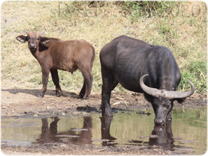 Buffalo