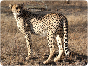 Cheetah