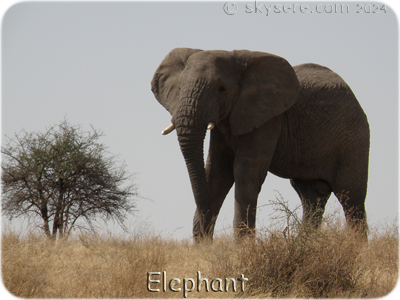 elephant, Ndutu