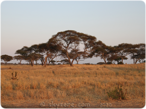 Long grass plains