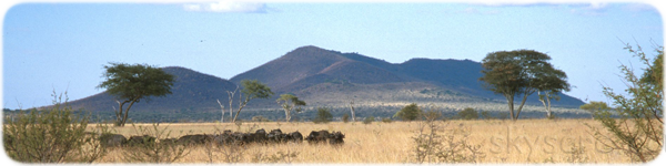 Serengeti plains