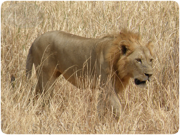 Lion in Serengeti plains