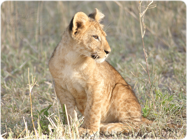 Lion Mtoto Ndutu