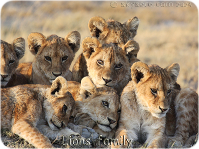 lions family, Ndutu