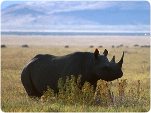 Rhino Ngorongoro