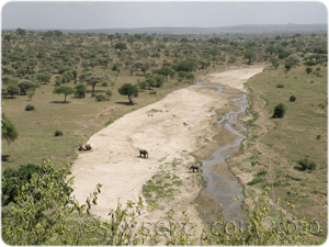 Tarangire river from Safari Lodge