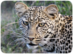 léopard, Ndutu Ngorongoro Conservation Area