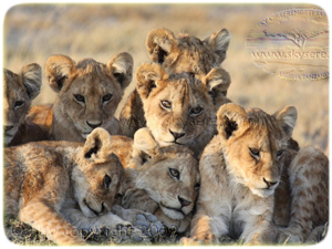 famille lion Ndutu