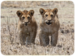 lions cubs