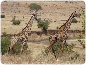 giraffe tarangire