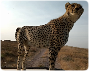 guépard Serengeti