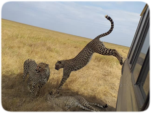guépard Serengeti