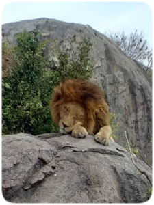 lion Serengeti
