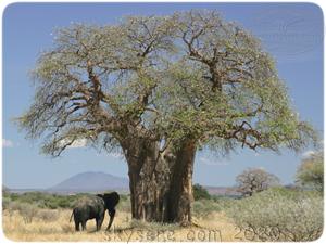 Tarangire Baobab