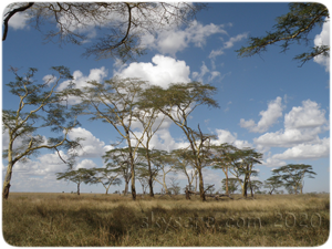 Serengeti plains