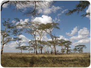 Plaine du Serengeti