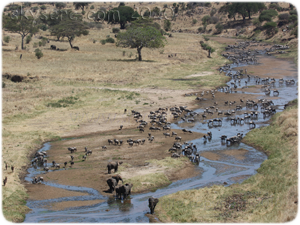 Tarangire River Nat.Park