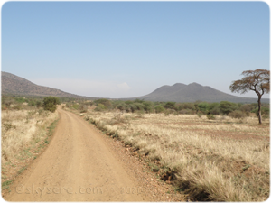 Serengeti lanscape