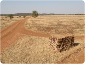 Serengeti lanscape