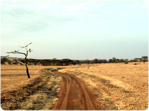 Lobo landscape