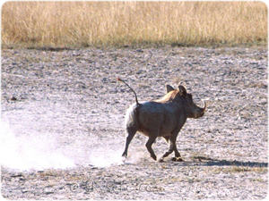 Warthog