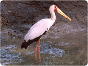 Yellow billed stork