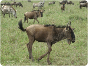 Young wildebeest