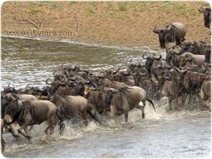 Mara river