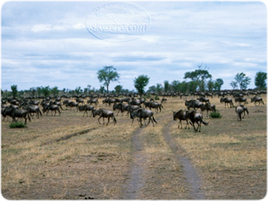 la migration des gnous