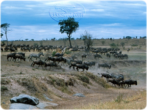 Wildebeest