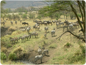 Zebra Wildebeest