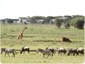 Ndutu wildlife