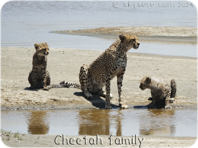 Cheetah family - Famille guépard
