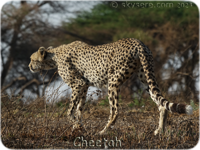 Cheetah - Guépard
