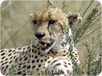 Cheetah - Guépard