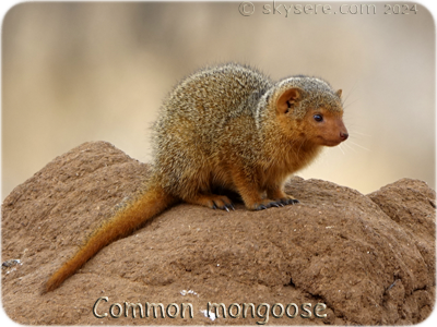 Mongoose - Mangouste