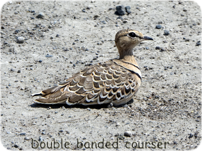 Double banded courser - 
