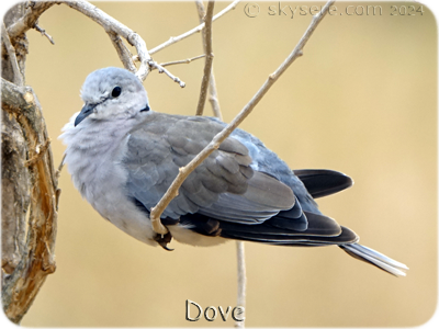 Dove - Tourterelle