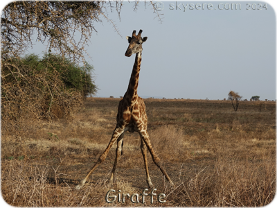 Girafe, Ndutu