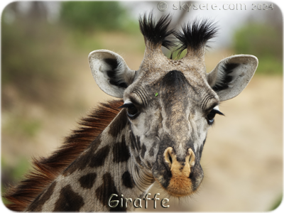 girafe Tarangire