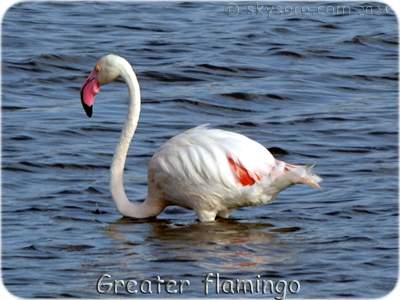 GreaterFlamingo - Flamant rose