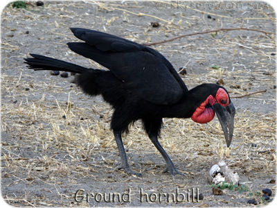 Ground hornbill - 