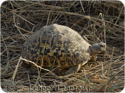 Leopard tortoise - Tortue léopard