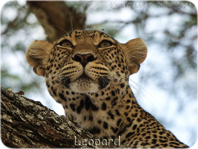 Leopard - Léopard